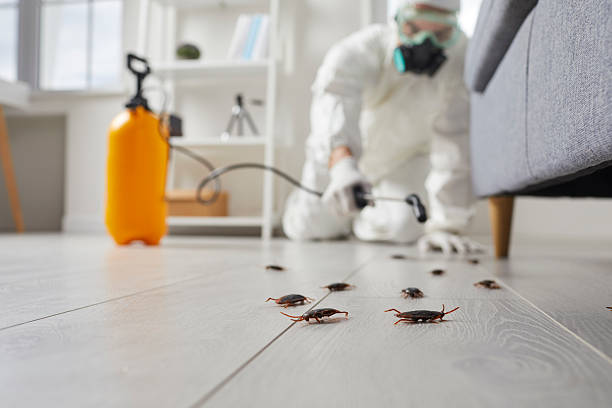 Commercial Rodent Management in San Buenaventura